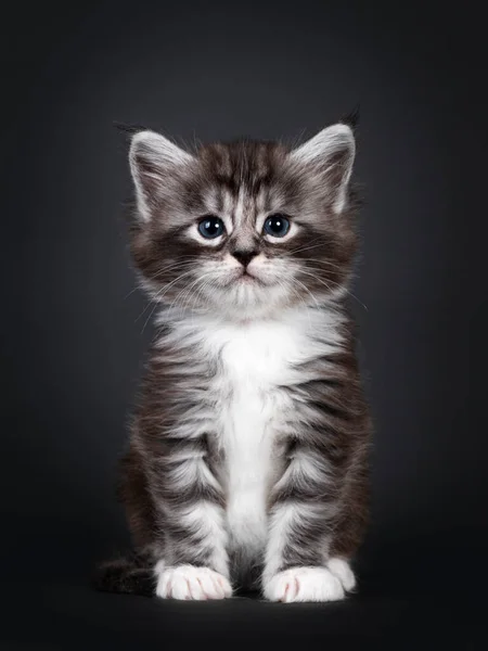 Rozkošný Týdnů Starý Černý Stříbrný Tabby Maine Mýval Kočka Kotě — Stock fotografie
