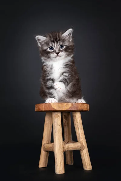 Adorable Week Old Black Silver Tabby Maine Coon Cat Kitten — Stock Photo, Image