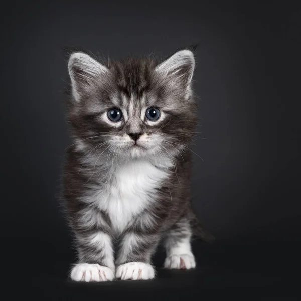 Adorable 5 week old Black silver tabby Maine Coon cat kitten, standing facing front. Looking straight to camera with blue eyes. Isolated on black background.