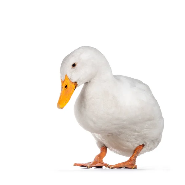 Canard Pékin Adulte Blanc Bonne Santé Debout Face Avant Regardant — Photo