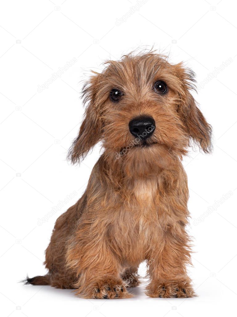Adorable Wirehair Kanninchen Dachshund pup, sitting facing camera. Looking straight at lens with dark shiny eyes. Isolated on white background.