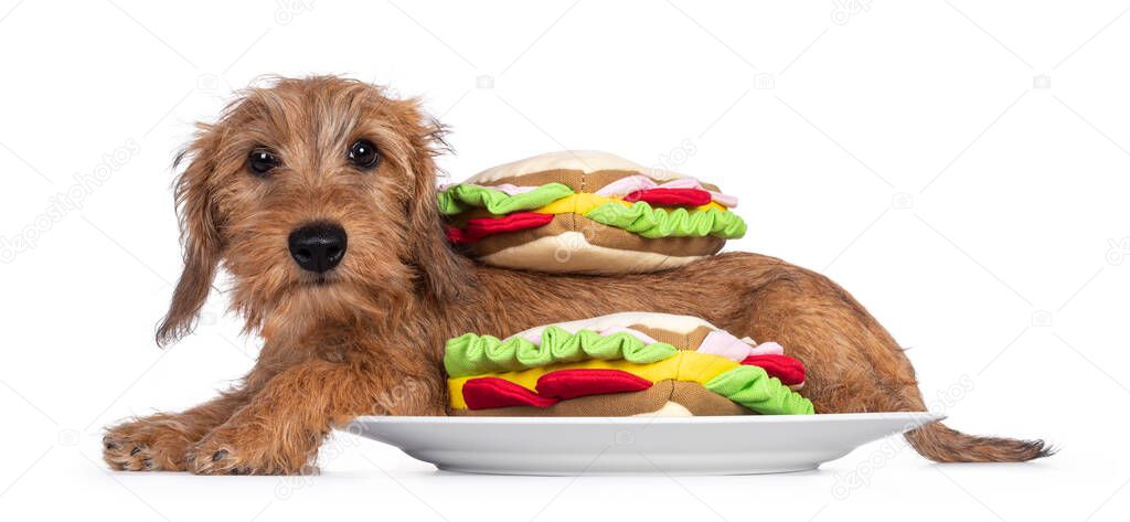 Adorable Wirehair Kanninchen Dachshund pup, laying down side ways on plate inbetween toy sandwiches. Looking straight at camera with dark shiny eyes. Isolated on white background.