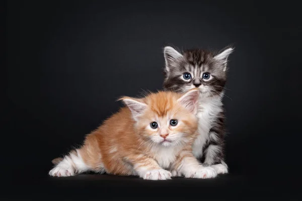 Zwei Wochen Alte Maine Coon Katzenbabys Die Nebeneinander Sitzen Liegen — Stockfoto