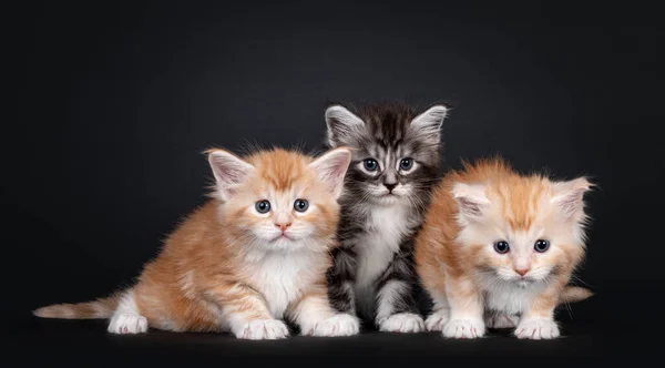 Trzy Tygodniowe Kociaki Maine Coon Siedzące Rzędzie Wszyscy Patrzą Kamerę — Zdjęcie stockowe