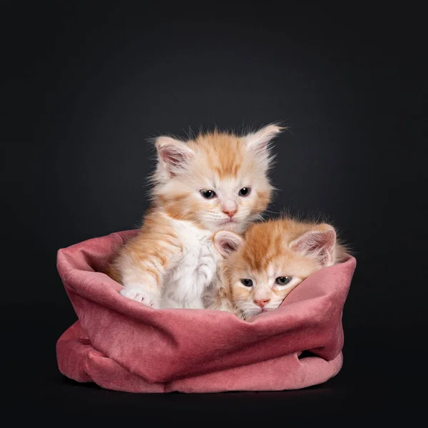 Deux Chatons Maine Coon Âgés Semaines Assis Couchés Endormis Dans — Photo