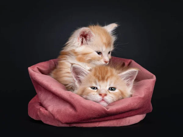 Two Week Old Maine Coon Cat Kittens Sitting Laying Sleepy — Stock Photo, Image