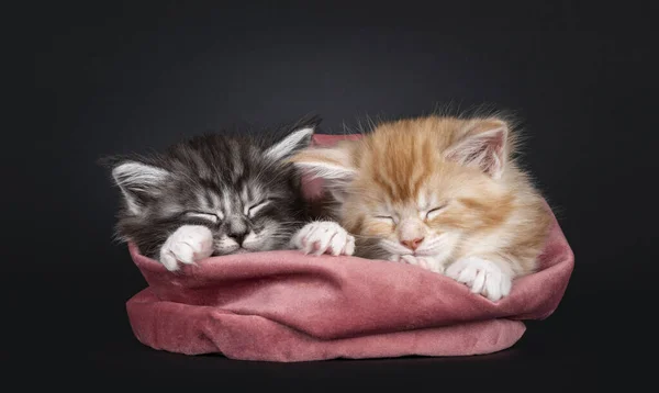 Tres Gatitos Maine Coon Semanas Edad Dos Durmiendo Canasta Terciopelo — Foto de Stock