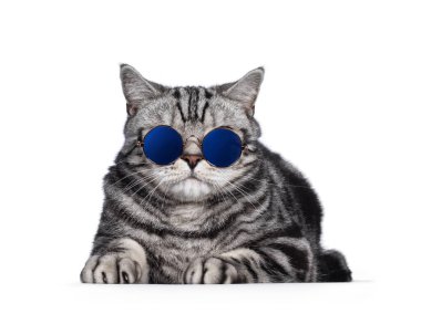 Yakışıklı İngiliz Shorthair kedisi, yüzükoyun uzanıyor. Mavi camlı gözlük takıyordu. beyaz arkaplanda izole.