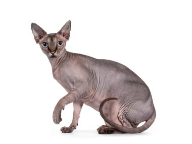 Şirin Sphynx kedisi, yan yana oturuyor. Bir pençesi havada kameraya bakıyor. Beyaz arkaplanda izole.