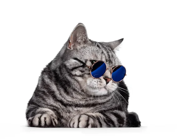 Handsome British Shorthair Cat Laying Facing Front Wearing Glasses Blue — Stock Photo, Image