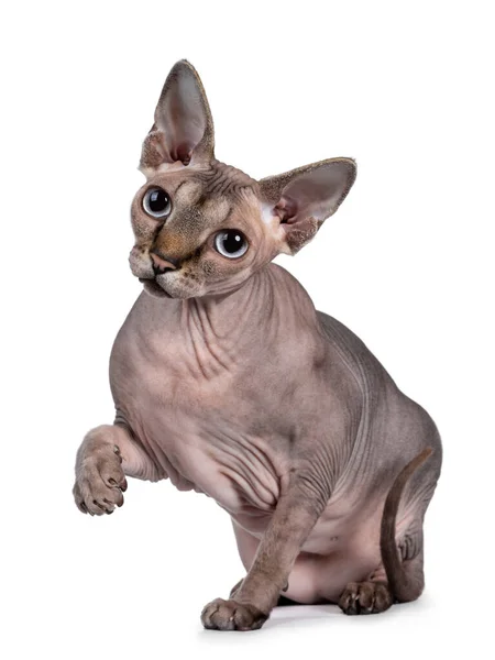 Cute Sphynx Cat Sitting Facing Front Looking Camera One Paw — Stock Photo, Image