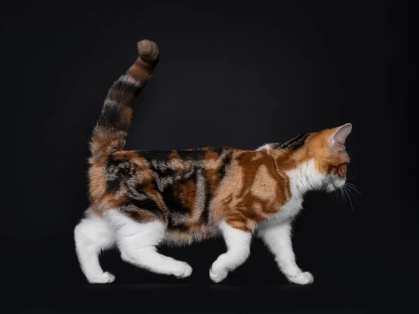 Pretty American Shorthair Katje Met Verbazingwekkend Patroon Wandelen Zijwaarts Recht — Stockfoto