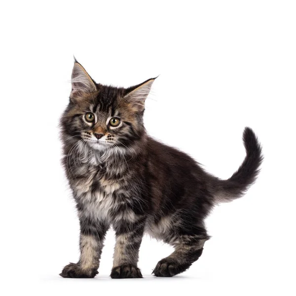 Söt Klassisk Svart Tabby Maine Coon Katt Kattunge Stående Sida — Stockfoto