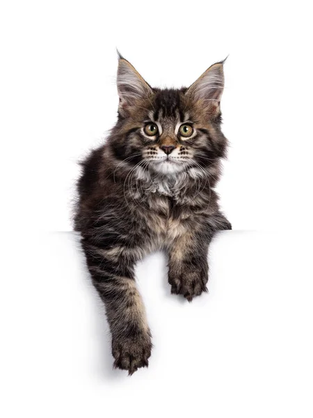 Roztomilé Klasické Koťátko Černého Tabby Maine Coon Předními Tlapami Přes — Stock fotografie