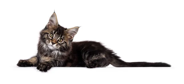 Söt Klassisk Svart Tabby Maine Coon Katt Kattunge Liggande Sidan — Stockfoto