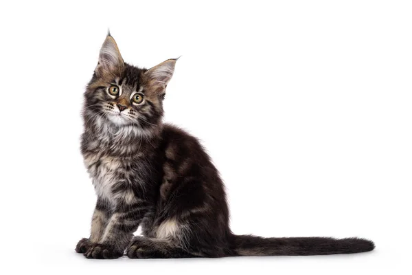 Roztomilý Klasický Černý Tabby Maine Mýval Kočka Kotě Sedí Boční — Stock fotografie