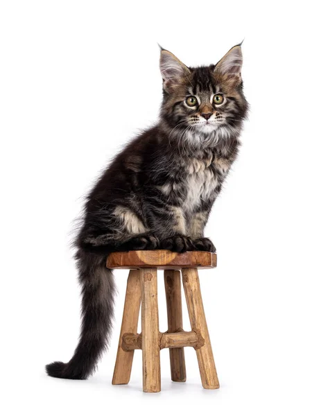 Bonito Clássico Preto Tabby Maine Coon Gato Gatinho Sentado Lado — Fotografia de Stock