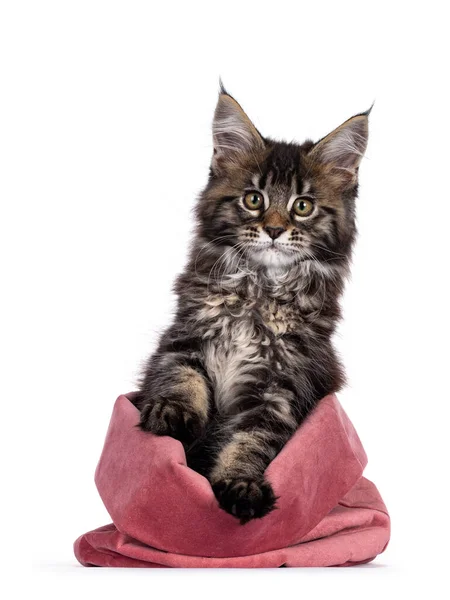 Cute Classic Black Tabby Maine Coon Cat Kitten Sitting Pink — Stock Photo, Image