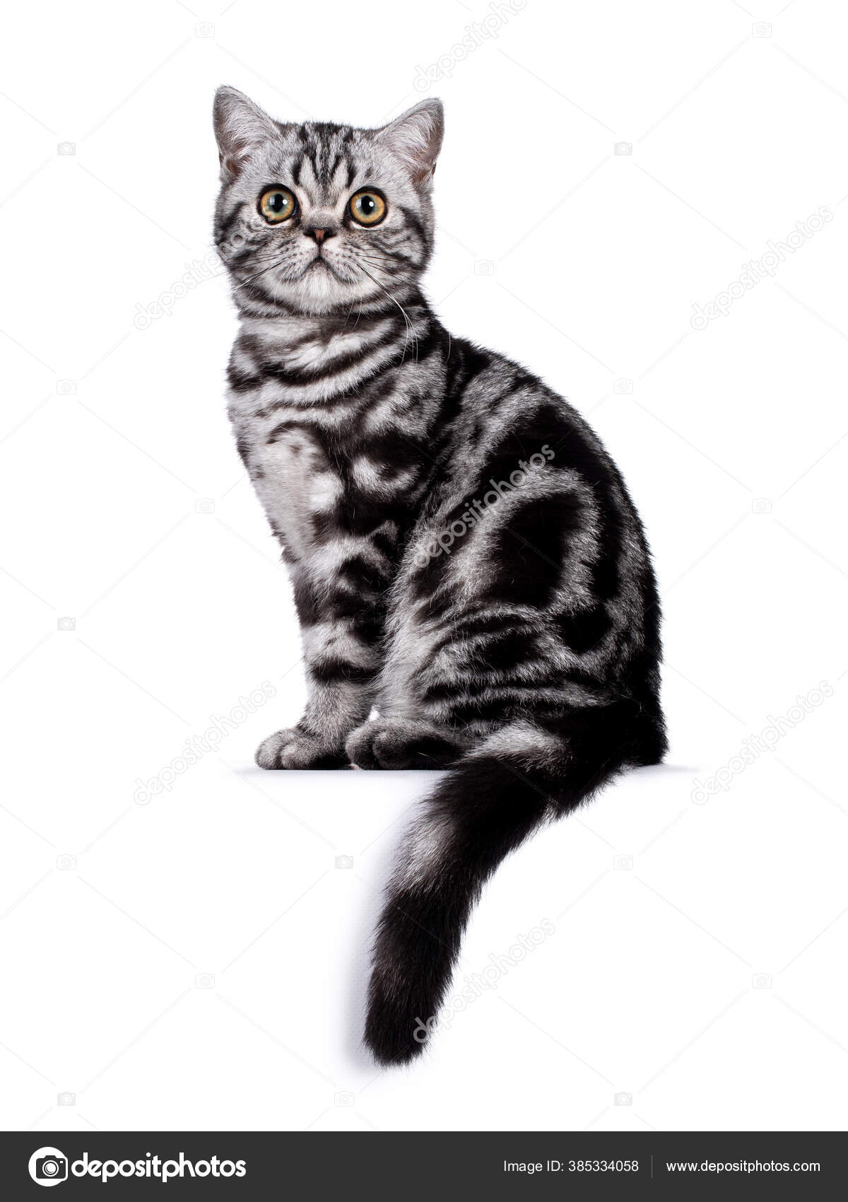 고양이 고양이 고양이 식탁보 Uside 방식으로 카메라를 있습니다 배경에 고립됨 — 스톡 사진 © NynkevanHolten  #385334058, image size:1200x1700