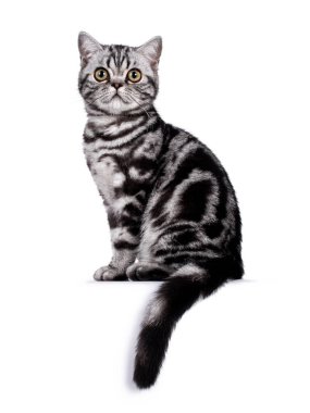 Tatlı gümüş tekir kedicik İngiliz Shorthair kedi yavrusu, uside yolunda oturuyor. Büyük gözlerle kameraya doğru bakıyor. Beyaz arkaplanda izole.