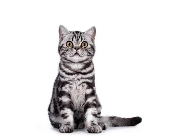 Sweet Silver Tabby British Shorthair Cat Kitten Sitting Facing Front — Stock Photo, Image