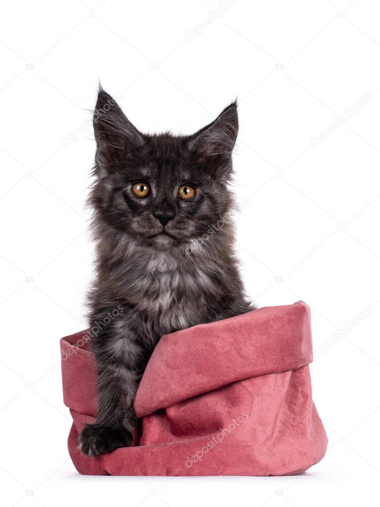 Majestic black smoke Maine Coon cat kitten, sitting in pink velvet bag. Looking towards camera with golden brown eyes. Isolated on white background.