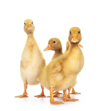 On günlük Pekin ördeği yavrularından oluşan bir grup öne bakıyor. Kameraya doğru bakıyorum. Beyaz arkaplanda izole.