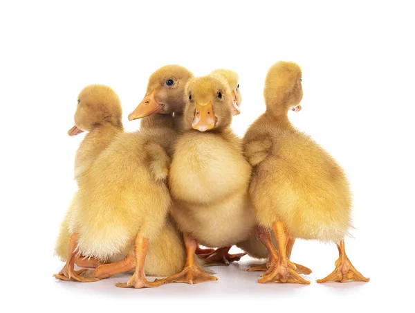 Group of ten day old Peking Duck chicks, standing close together.  One puching the rest aside. Looking towards camera. Isolated on white background.