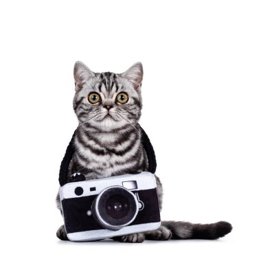 Şirin küçük gümüş tekir İngiliz Shorthair kedisi boynunda oyuncak fotoğraf makinesiyle önde oturuyor. Beyaz arkaplanda izole.