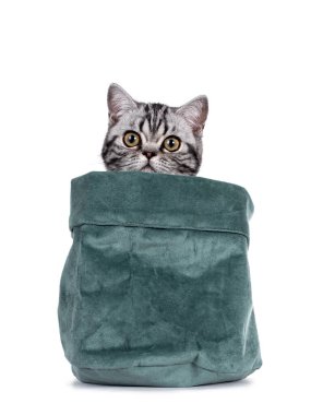 Cute junior silver tabby British Shorthair cat, sitting in and peeping over edge of high green velvet bag. Isolated on white background. clipart