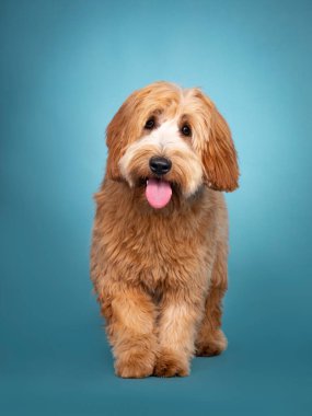 Sevimli küçük kırmızı / kayısı Cobberdog / Labradoodle, lense doğru yürüyor. Kameraya doğru bakıyorum. Ağzını aç, dilini çıkar. Mavi / turkuaz arkaplanda izole.