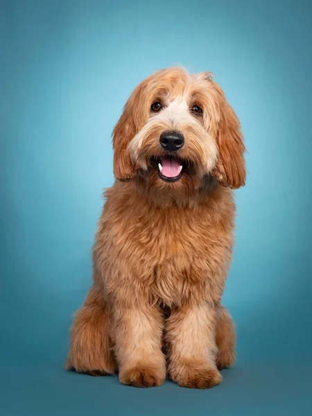 Sevimli gülümseyen küçük kırmızı / kayısı Cobberdog / Labradoodle, önde duruyor. Kameraya doğru bakıyorum. Ağzını aç, dilini içeri sok. Mavi / turkuaz arkaplanda izole.
