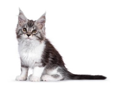 Bad ass silver tabby with white Maine Coon cat kitten, side ways. Looking towards camera with yellow eyes. Isolated on white background.