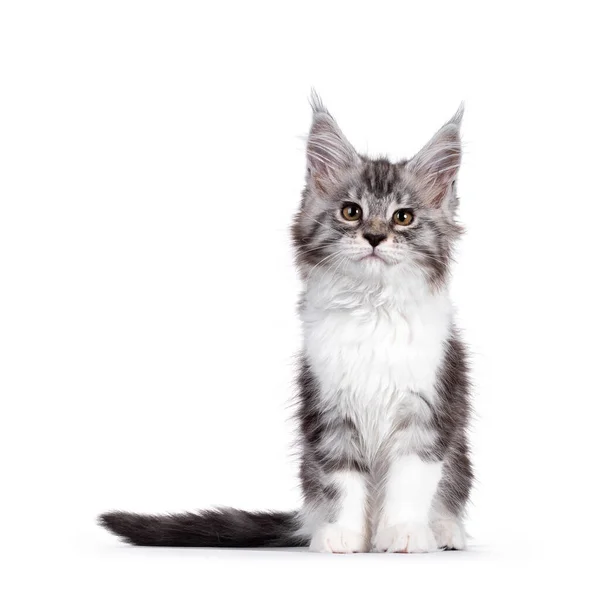 Bad Ass Silver Tabby White Maine Coon Cat Kitten Sitting — Stockfoto