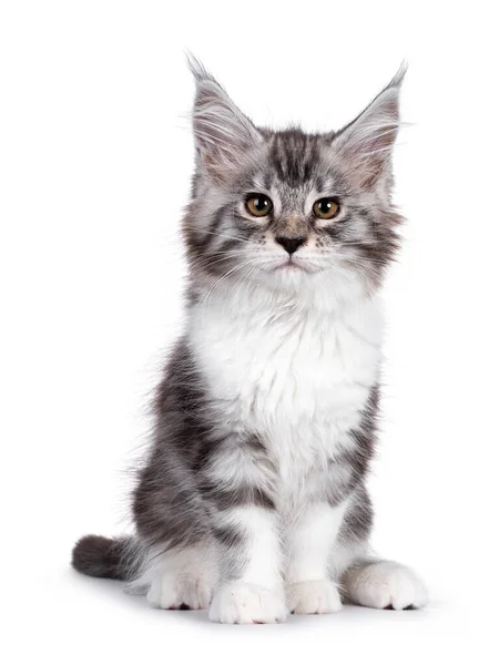 Bad Ass Silver Tabby White Maine Coon Cat Kitten Sitting — Stockfoto