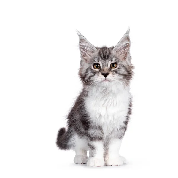 Bad Ass Silver Tabby White Maine Coon Cat Kitten Standing — Stock Photo, Image