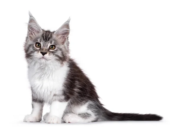 Bad Ass Silver Tabby White Maine Coon Cat Kitten Side — Stockfoto