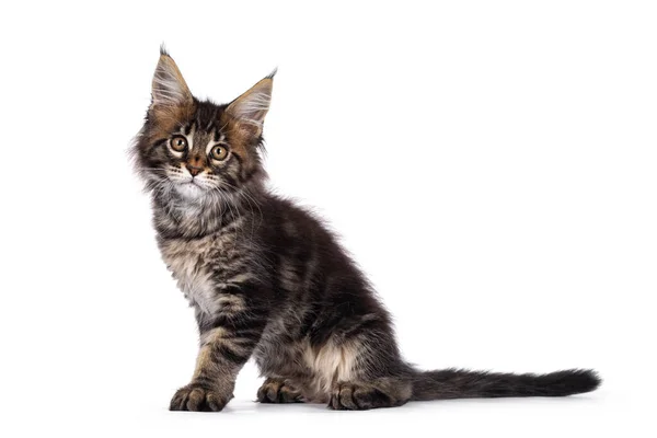 Bedårande Klassisk Svart Tabby Maine Coon Katt Kattunge Sittande Sida — Stockfoto