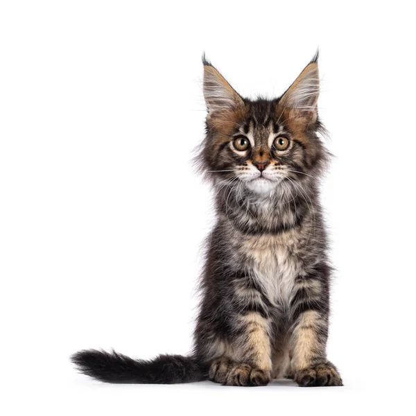 Rozkošný Klasický Černý Tabby Maine Mýval Kočka Kotě Sedí Čelem — Stock fotografie