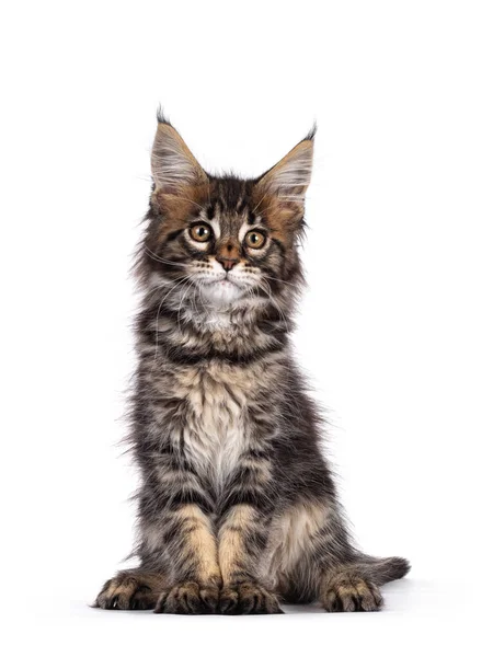 Entzückendes Klassisch Schwarz Gestromtes Maine Coon Katzenkätzchen Sitzend Mit Dem — Stockfoto