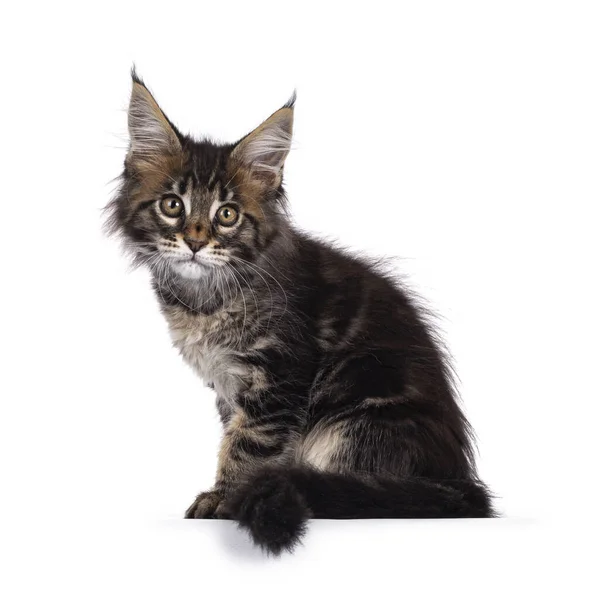 Entzückendes Klassisch Schwarz Gestromtes Katzenkätzchen Maine Coon Das Seitlich Rand — Stockfoto