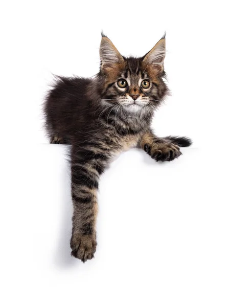 Bedårande Klassisk Svart Tabby Maine Coon Katt Kattunge Liggande Kant — Stockfoto