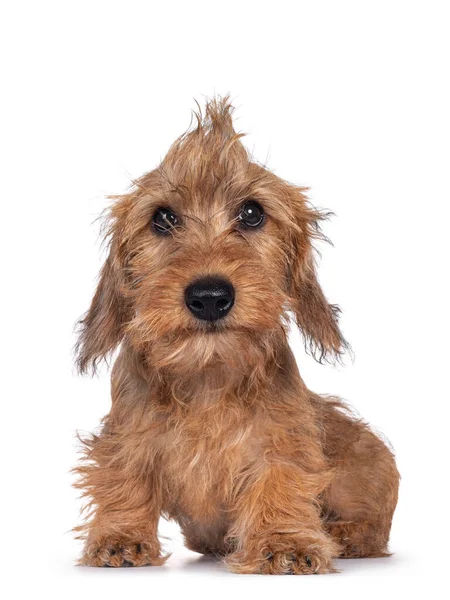 Lindo Rubio Mini Wirehair Kanninchen Dachshund Cachorro Sentado Frente Frente —  Fotos de Stock