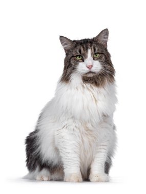 Kıdemli Norveç Orman Kedisi, önde oturuyor. Yeşil gözlerle kameradan uzağa bakıyor. Beyaz arkaplanda izole.