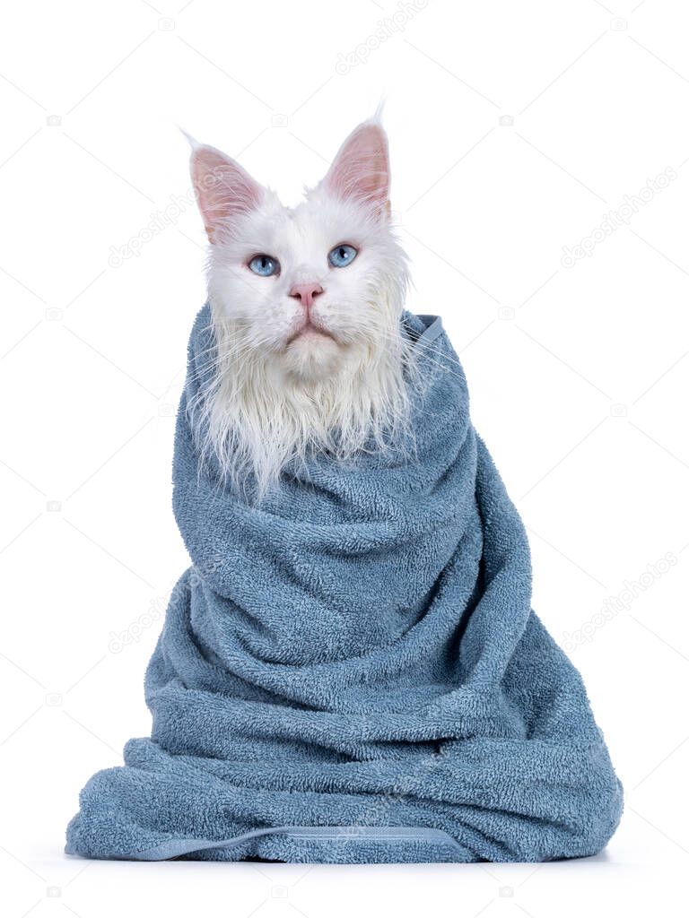 Freshly washed solid white blue eyed Maine Coon cat wrapped in light blue towel, sitting facing front. Looking above camera. Isolated on white background.