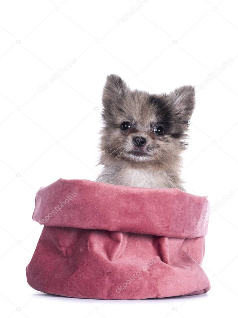 Very cute blue merle mixed breed Pomerian / Boomer puppy, sitting in pink velvet bag. Looking towards camera with shiny dark eyes. Isolated on white background.