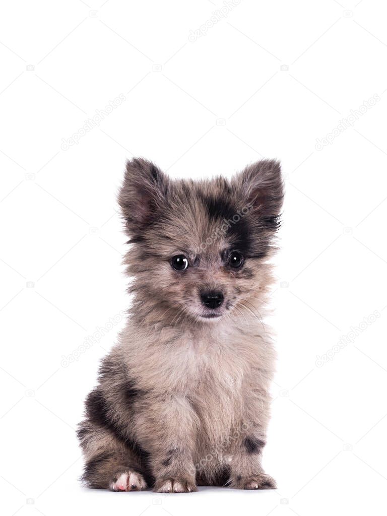 Very cute blue merle mixed breed Pomerian / Boomer puppy, sitting up. Looking towards camera with shiny dark eyes. Isolated on white background.