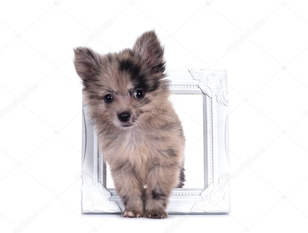 Very cute blue merle mixed breed Pomerian / Boomer puppy, standing through white photo frame. Looking towards camera with shiny dark eyes. Isolated on white background.