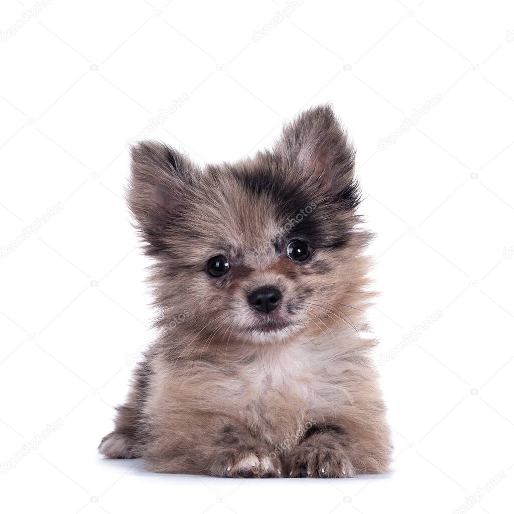 Very cute blue merle mixed breed Pomerian / Boomer puppy, laying down facing front. Looking towards camera with shiny dark eyes. Isolated on white background.
