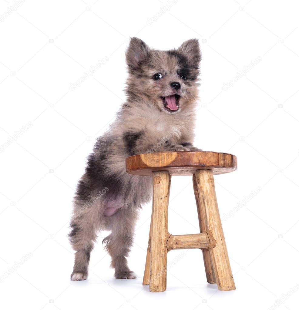 Very cute smiling blue merle mixed breed Pomerian / Boomer puppy, standing with front paws on little white stool. Looking towards camera with shiny dark eyes with mouth open. Isolated on white background.